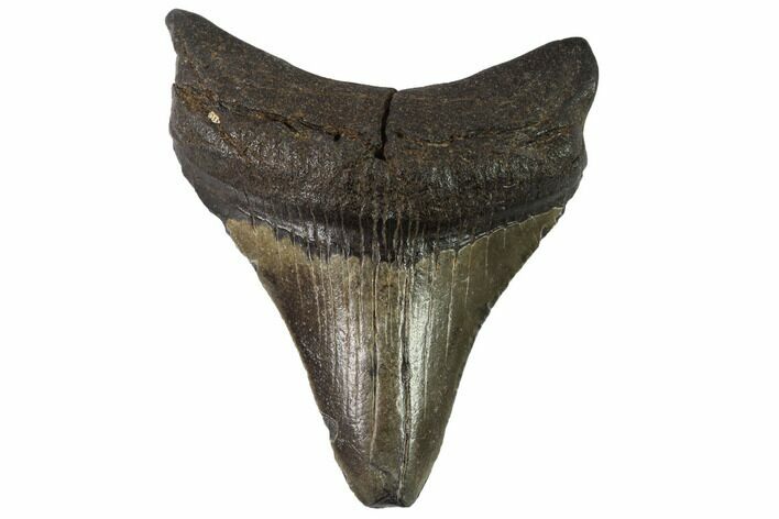 Juvenile Megalodon Tooth - Georgia #90835